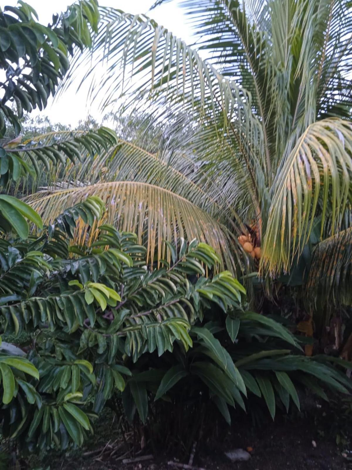 Maryland'S Grand-Bourg (Marie Galante) Exterior foto